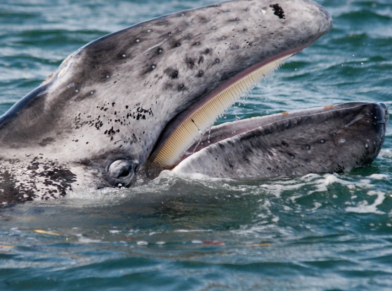 Whale Watching in Baja, Mexico: Get Up Close to the Gray Whales