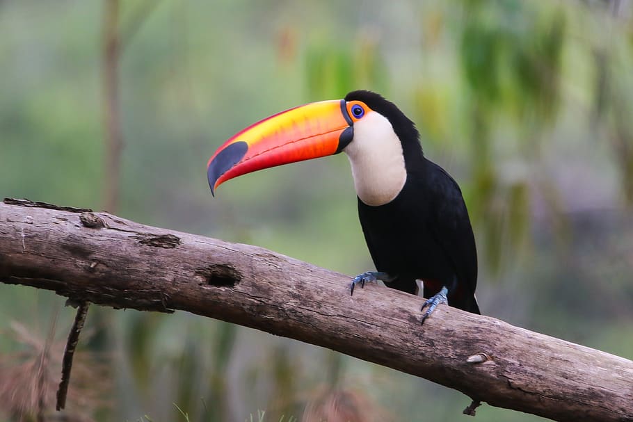 A Trip to the Amazon: It’s More Doable Than You Think