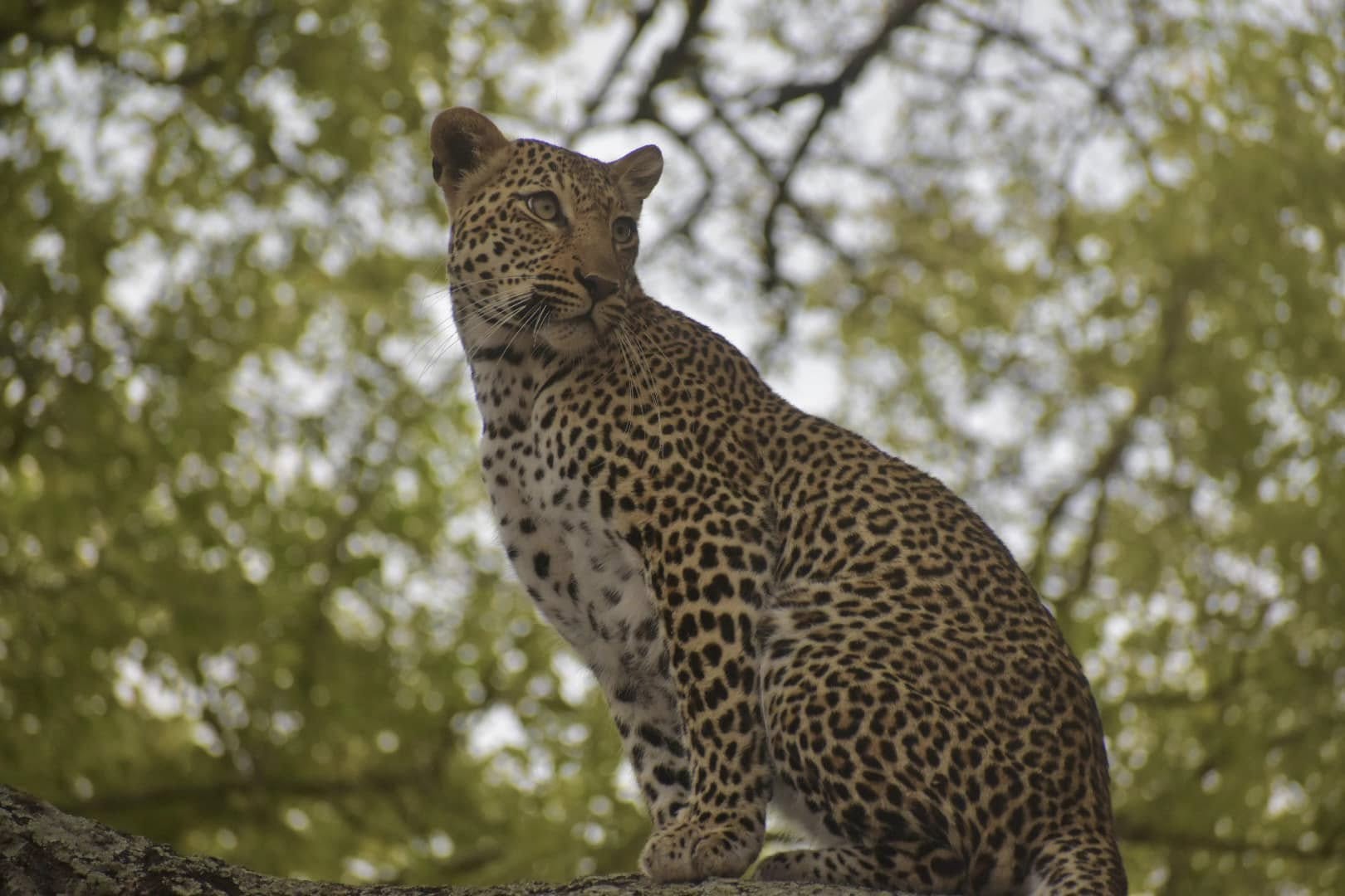 The Perfect African Safari: South Africa, Zimbabwe, & Botswana